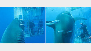 [영상]길이6m 초대형 백상아리 ‘딥블루’, 압도적 크기 ‘오싹’ 