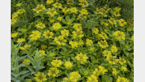 아모레퍼시픽, ‘섬기린초’ 미백 기능 특허 출원