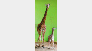 [토요스케치]관절염 달고 살며 홍학쇼 30여년… 동물도 서러워