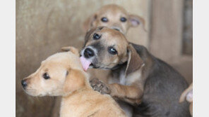 “현존 개, 늑대에서 가축으로 길들여져…조상은 중앙아시아 출신”