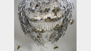 곤충사회도 암살과 반역?…일벌이 여왕벌 죽이는 이유 밝혀졌다