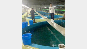 [토요기획]육지 수조에서 명태 부화 성공… “동해바다 적응훈련중”