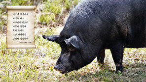 [토요스케치]엄마 아빠 장점만 골라 닮았네, 토종돼지의 ‘점프’ 
