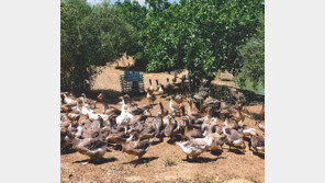 [DBR]거위 귀소본능 이용한 자연산 푸아그라 생산… 소비자들 열광