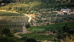 [Q매거진]바이오다이내믹 농법으로 이탈리아 와인 강자가 된 밀라노 출신의 ‘도시녀’