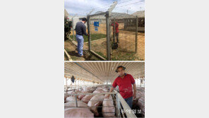 [토요스케치]속옷까지 싹 갈아입어야 출입… 청정돼지 사수작전