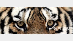 [토요기획]백두산 호령하던 그때처럼… ‘大虎’ 복원 프로젝트