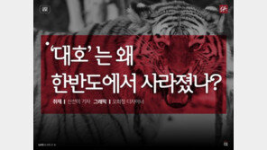 [카드뉴스]한국의 호랑이 ‘대호’는 왜 한반도에서 사라졌나?