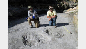 육식공룡 ‘구애 행위’ 벌인 흔적 세계 최초 발견