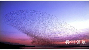 [Feeling]가창오리의 군무… 황홀하더라, 그 겨울