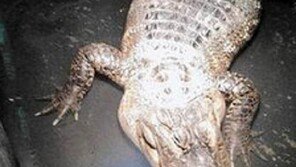 26년 동안 몰래 기른 악어, 경찰도 주민도 깜짝