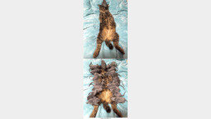 인형 쥐가 습격해도…절대 안 깨는 고양이