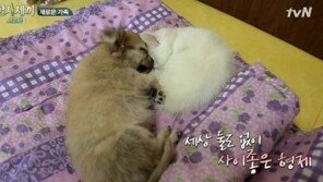 고양이보다 개가 주인 더 사랑, 수치로만 보면 5배 높아