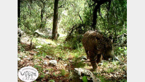 지금껏 일반에 공개된 적 없는 美 유일 야생 재규어 영상