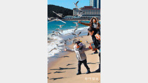 갈매기에 먹이주기