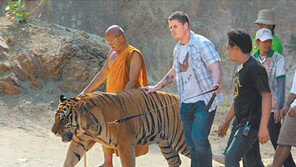 학대하고 가죽 밀거래까지… 泰 ‘호랑이사원’의 두 얼굴
