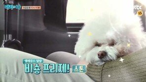 비숑프리제의 성격, 강호동 명령 따르는 모습 ‘영특해’