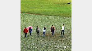 청보리밭에 봄이 오는 소리