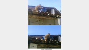 술 취한 원숭이가 흉기 휘둘러 ‘대소동’