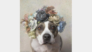 '꽃왕관을 쓴 핏불테리어들 왜'
