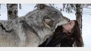 ‘미녀와 야수’의 실사판? 늑대와 여성의 다정한 모습 화제
