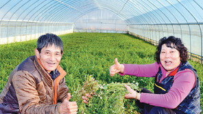 “하우스 미나리 맛있어요”