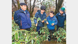 한라산 뒤덮은 ‘제주조릿대’ 제거 나선다