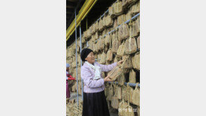 메주 익는 마을