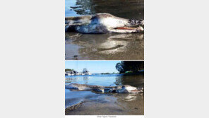 악어, 돌고래, 장어를 합친 듯… 미스터리 동물