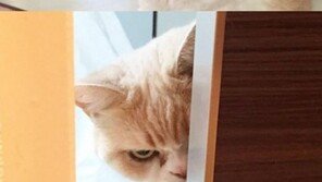 화난 고양이, 새로운 인터넷 스타로 떠올라