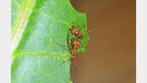 지구 최초 농사꾼 ‘잎꾼개미’ 만나보세요