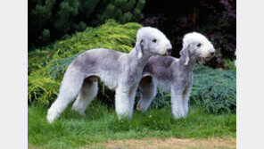 웨스트민스터쇼 이색견종,'풀리·베르가마스코..'