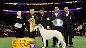 웨스트민스터도그쇼 올해의 최고견은