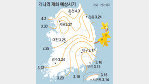 2016년 개나리 평년보다 1, 2일 일찍 활짝