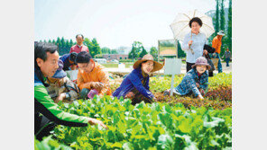 “어릴적 추억 되새기며… 도심에서 텃밭 가꾸세요”