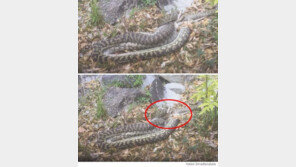 캠핑장의 공포, 5미터 뱀이 캥거루 삼켜