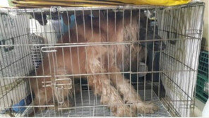 학대논란 휩싸인 강남의 강아지 공연 애견카페