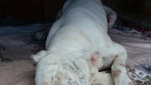 "애니멀 호딩, 초기에 개입해야"