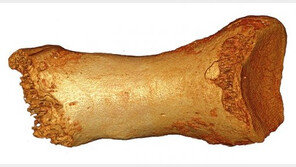 현생인류의 ‘아웃 오브 아프리카’ 최소 10만년 전 시작 