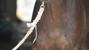 [홍당무의 경마오디세이] 3~6월은 경주마도 발정기…사고 방지 위한 특단의 조치