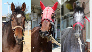 올해 전력판도 잣대 ‘1등급’ 최강마는?