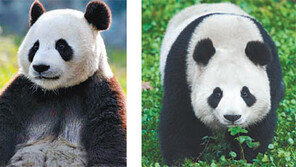 ‘시진핑 선물’ 中판다 한쌍, 3월 22년만에 한국 온다