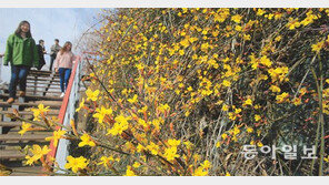 19일 우수… ‘봄의 전령’ 영춘화 활짝