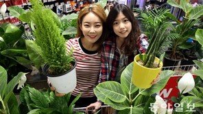 “실내에서 이런 나무 키워보세요”