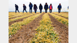 그림 같은 보리밟기