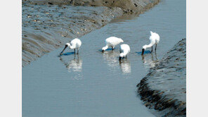 ‘철새 메카’ 인천시, 생태관광도시 만든다