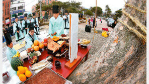 함양 학사루 느티나무 아래서 당산제