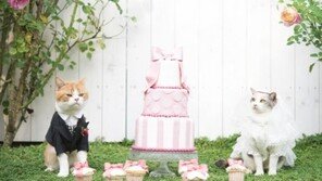 우리 냥이, 캣돌 만들어 볼까