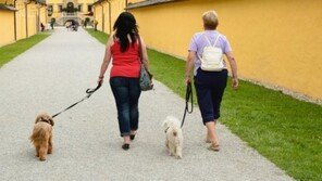 '너도나도' 펫시터·도그워커 바람