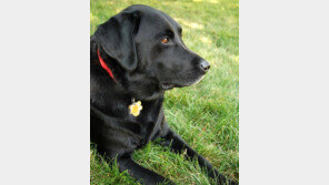 래브라도리트리버, 25년 연속 美 최고 인기견